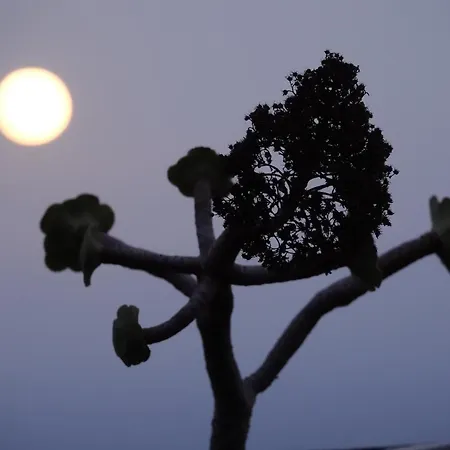 Vigas Vivencia Rural * Arico Viejo