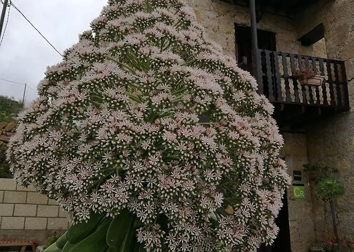 Vigas Vivencia Rural Casa rural Arico Viejo