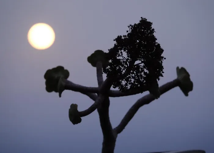 Vigas Vivencia Rural * Arico Viejo